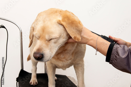 Drying the dog with a hairdryer after washing in the grooming salon.