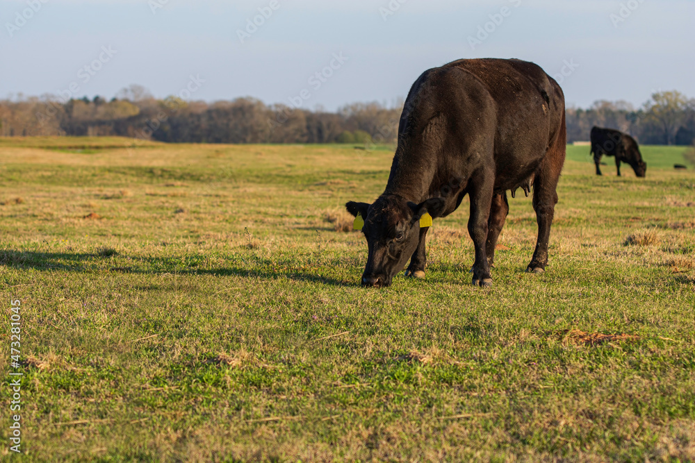 Angus heifer grazing in early spring field Angus heifer grazing in early spring field