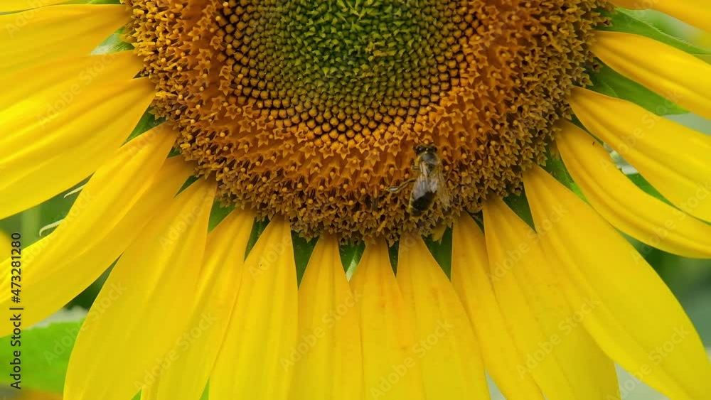 blooming sunflower field against blue sky blooming sunflower field against blue sky