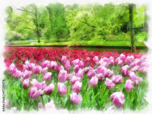 Photography Tulips - Netherlands