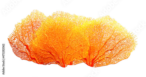 3D Rendering Coral on White