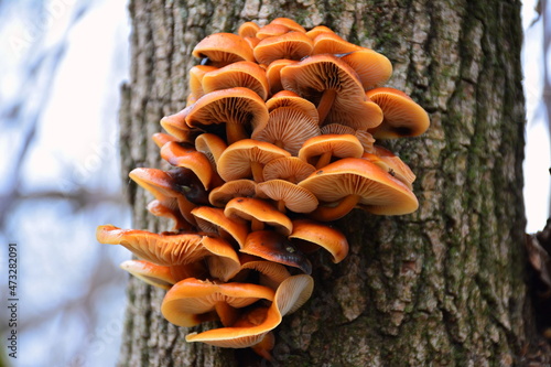 A group of edible mushrooms Flammulina velutipes on the bark of a tree