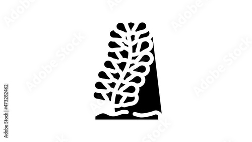 caulerpa lentillifera seaweed animated line icon caulerpa lentillifera seaweed sign. isolated on white background photo