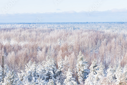 Beautiful panorama view of snowy spruce on a winter day. Fabulous nature wallpaper, Christmas beauty.