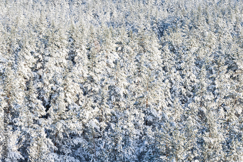 Beautiful view of snowy spruce on a winter day. Fabulous nature wallpaper, Christmas beauty.