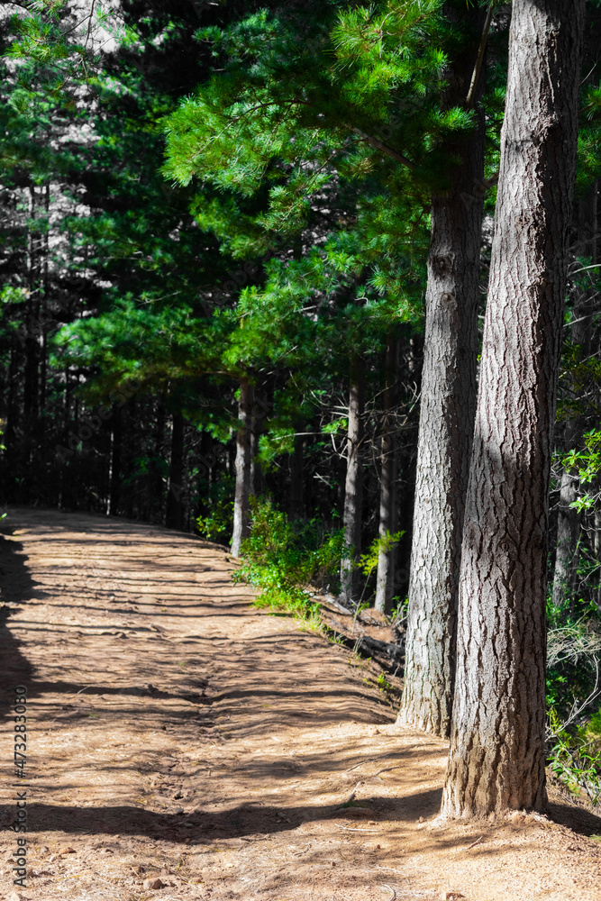 Dirt track through a Pine Forest Plantationin Dirt track through a Pine Forest Plantationin