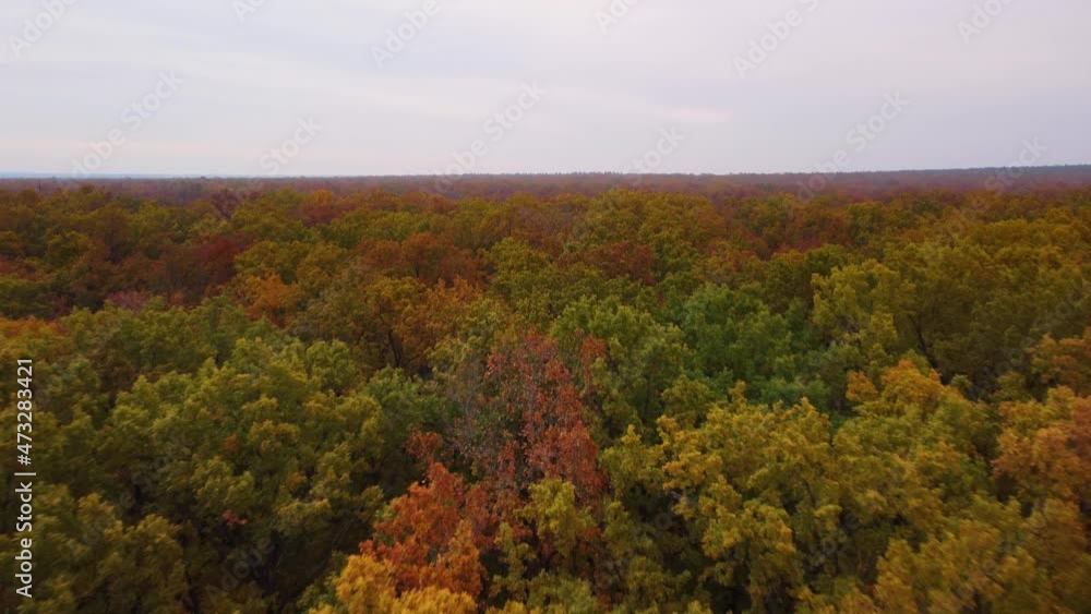 Autumn oak forest. smooth panorama. Aerial view. Autumn oak forest. smooth panorama. Aerial view.