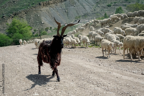 Black goat with big horns among a flock of sheep
