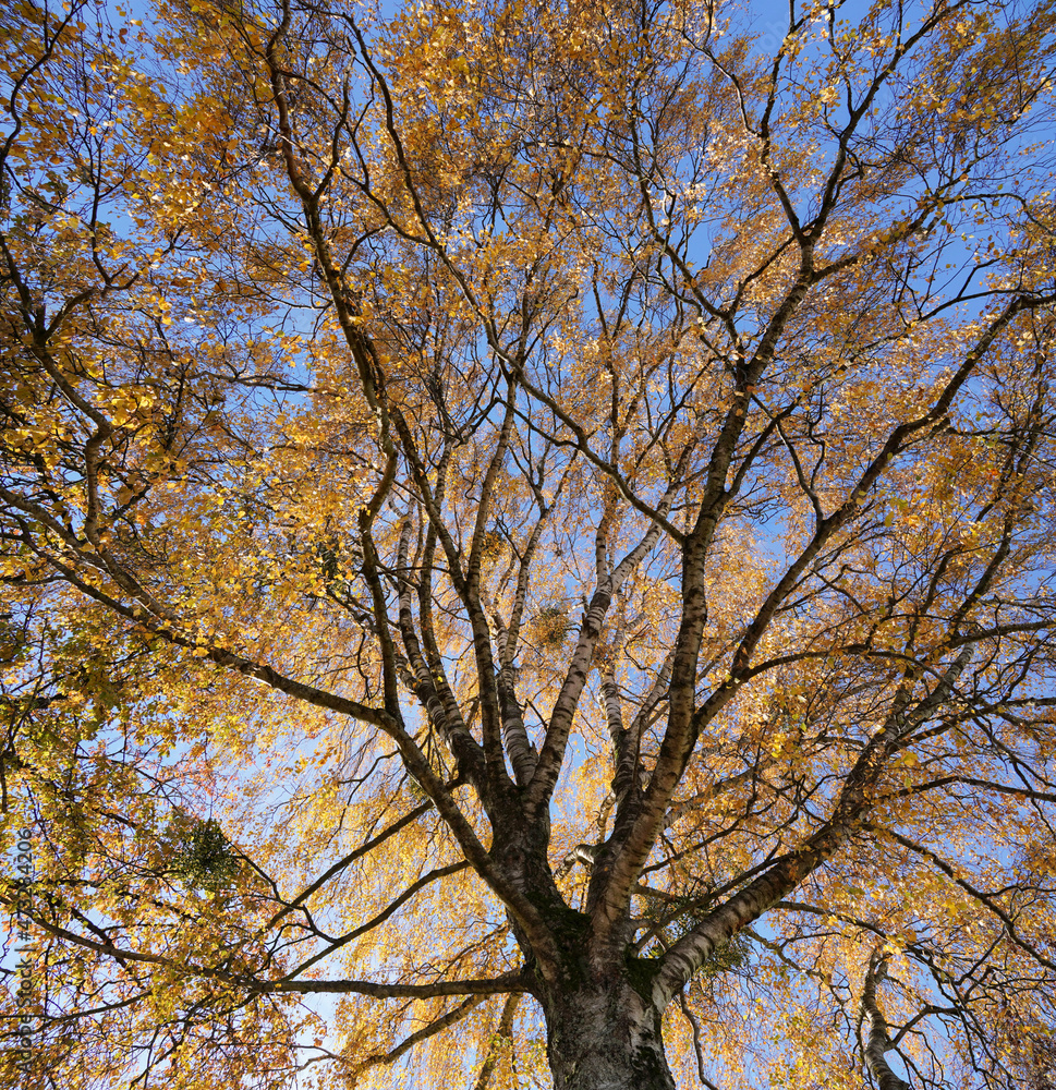Fototapeta premium Herbstgefühle in Bayern
