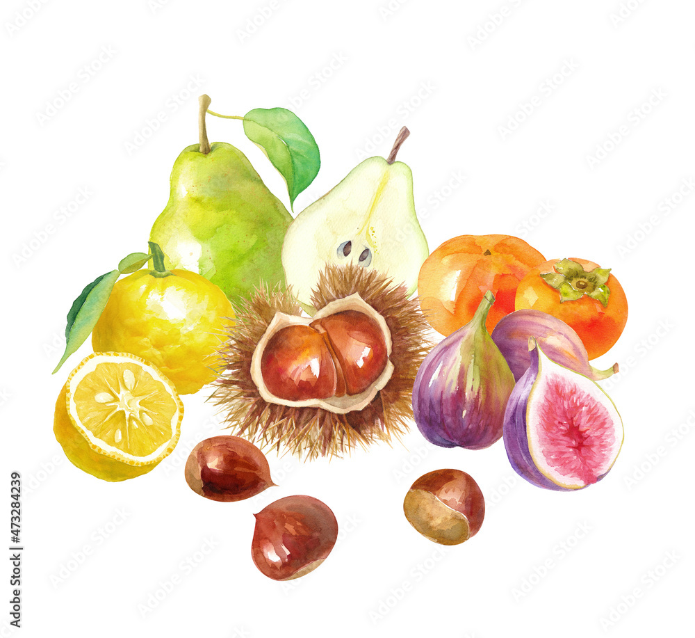 秋冬のフルーツの集合 栗 柿 イチジク 洋梨 柚子の水彩イラスト Stock イラスト Adobe Stock 秋冬のフルーツの集合 栗 柿 イチジク 洋梨 柚子の水彩イラスト Stock イラスト Adobe Stock