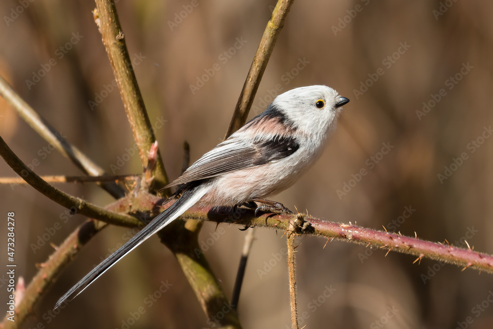 Long-tailed Tit sitting on a twig, Aegithalos caudatus, bird with white feathers and black tail, small European bird, fast and agile, looks like a small white ball Long-tailed Tit sitting on a twig, Aegithalos caudatus, bird with white feathers and black tail, small European bird, fast and agile, looks like a small white ball