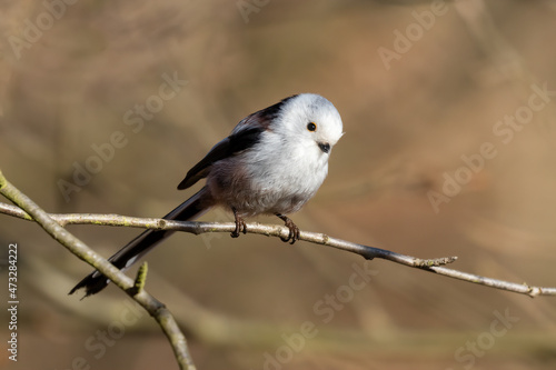 Wallpaper Mural Long-tailed Tit sitting on a twig, Aegithalos caudatus, bird with white feathers and black tail, small European bird, fast and agile, looks like a small white ball Torontodigital.ca
