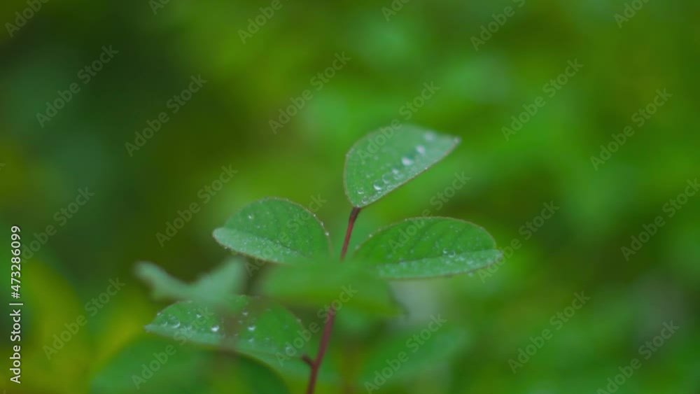 Close up shot of water droplets on leaves after rain Close up shot of water droplets on leaves after rain