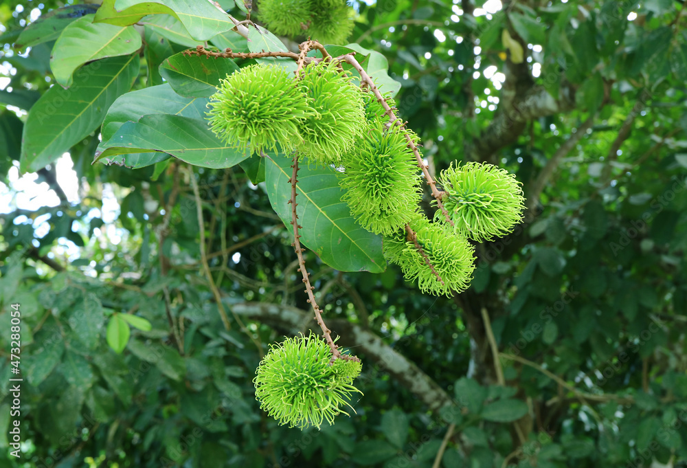 Closeup a Bunch of Vivid Green Unripe Rambutan Fruits Growing on the Tree Closeup a Bunch of Vivid Green Unripe Rambutan Fruits Growing on the Tree