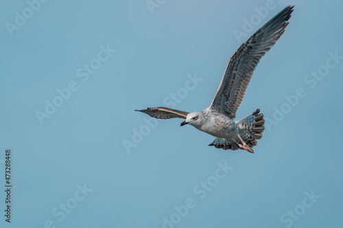 Flying Yellow-legged Gull (Larus michahellis) on a blue background