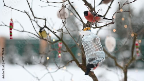 birds in winter snigiri and tits. High quality FullHD footage photo