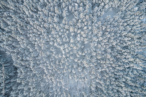 Aerial view of frosty white winter pine forests and birch groves covered with hoarfrost and snow. Drone photo of high trees in mountains at winter time. Christmas theme background. Idyllic landscape © Defree
