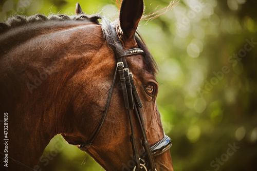 A close-up portrait of a beautiful bay horse with a black leather bridle on its muzzle on a sunny summer day. Equestrian sports. Equestrian life. photo