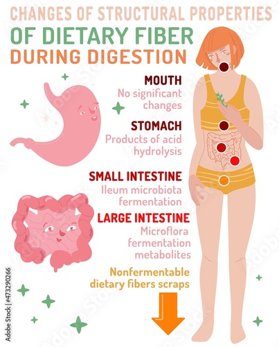 Changes of structural properties of dietary fiber during digestion. Healthcare, anatomy, medicine image.