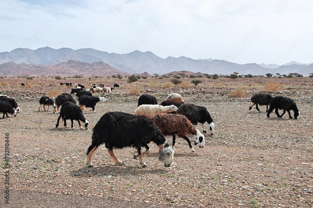 Sheep in mountains of Saudi Arabia