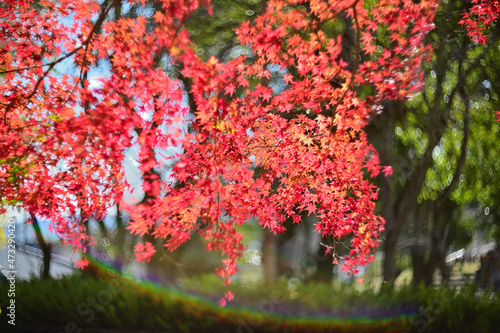 Autumnal tints - Tatsuno, Japan photo