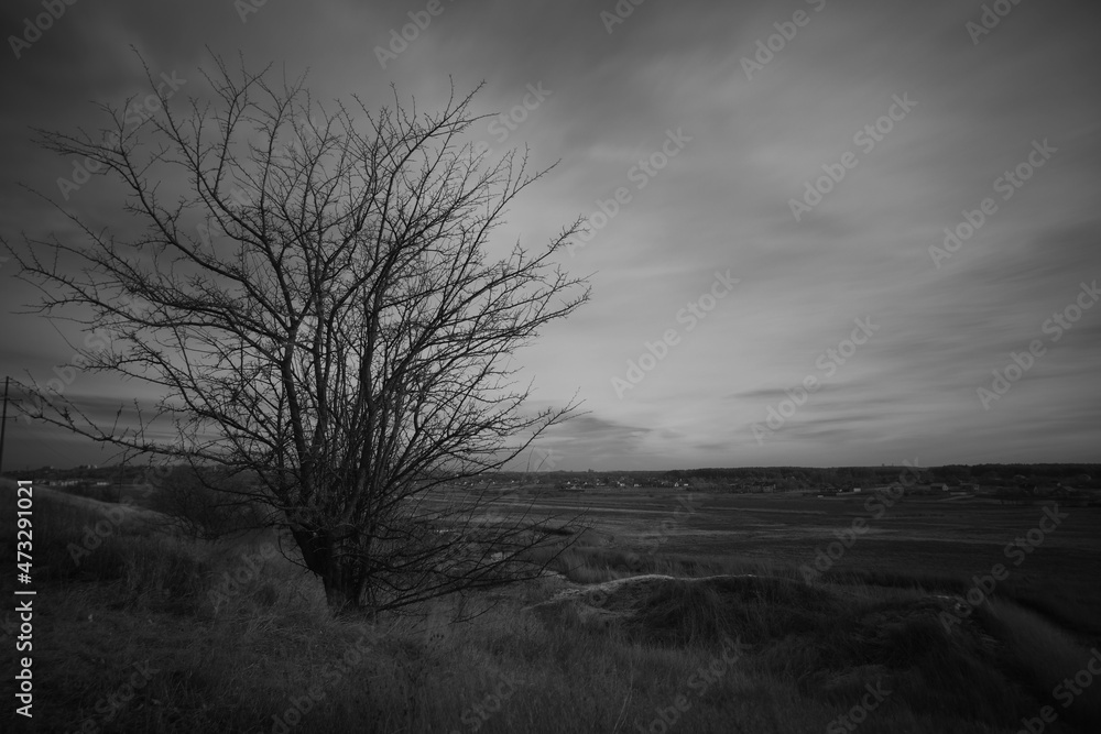 Alone tree on a hill in black and white Alone tree on a hill in black and white