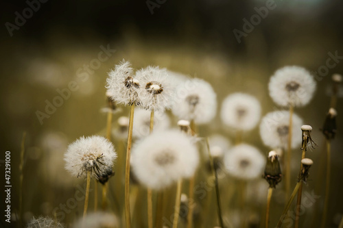 In summer  in a field in a meadow among the grass  beautiful dandelions grow in white down  which is blown away by the wind. Nature.