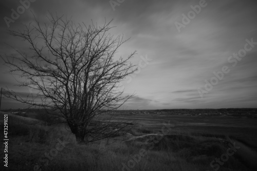 Alone tree on a hill in black and white