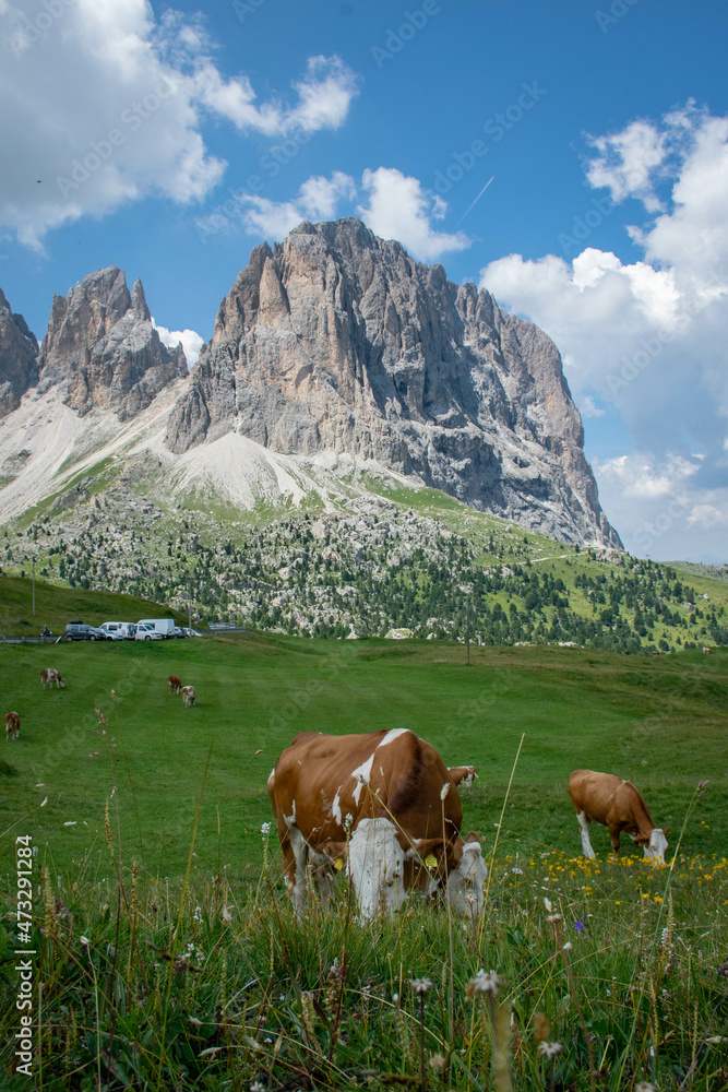 Dolomites, August 2017, red cows graze in an alpine meadow with mountains in the background in Val Gardena Dolomites, August 2017, red cows graze in an alpine meadow with mountains in the background in Val Gardena