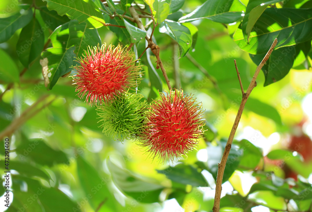 Closeup Bunch of Red Ripe Rambutan with an Unripe Green Fruit on the Tree Closeup Bunch of Red Ripe Rambutan with an Unripe Green Fruit on the Tree