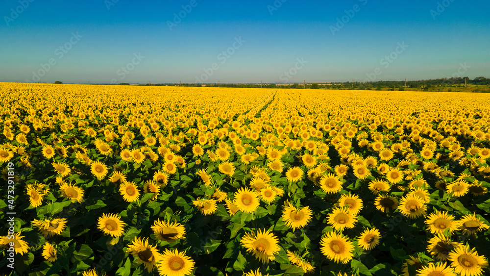 Fototapeta premium sunflower seed field top view
