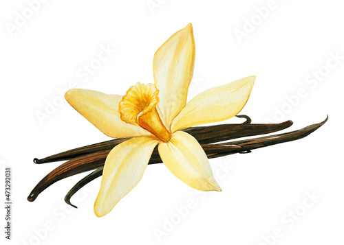 Vanilla on isolated white background, watercolor illustration