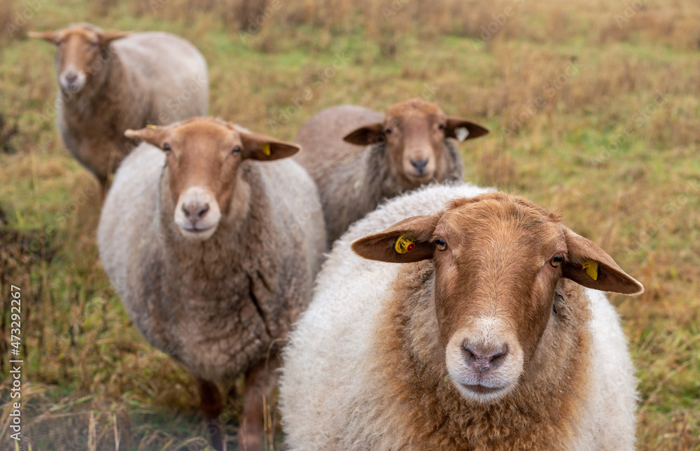 Fototapeta premium brown sheep on a pasture in autumn colors, Bavaria, Germany