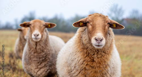 brown sheep on a pasture in autumn colors, Bavaria, Germany