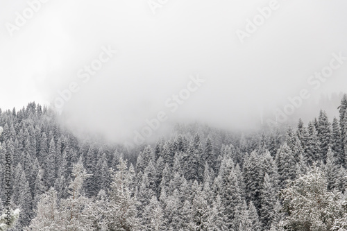Gloomy snowy spruce mountains forest with fog in early winter background