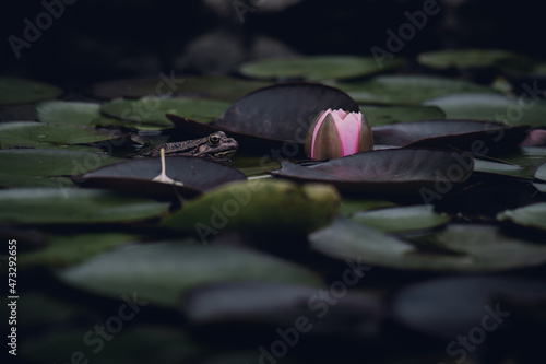 Frog sitting in the water surrounded by lotus flower and leaves. Beautiful photography of the pond, outdoor scenics. Flower and leaf, cute frog.