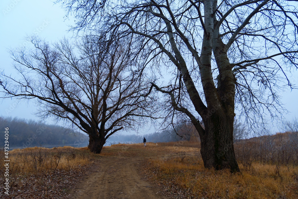 wild natural landscape, late autumn season, a man walking with a dog, bare branches of trees without leaves, cloudy weather with haze, forest with silhouettes of trees