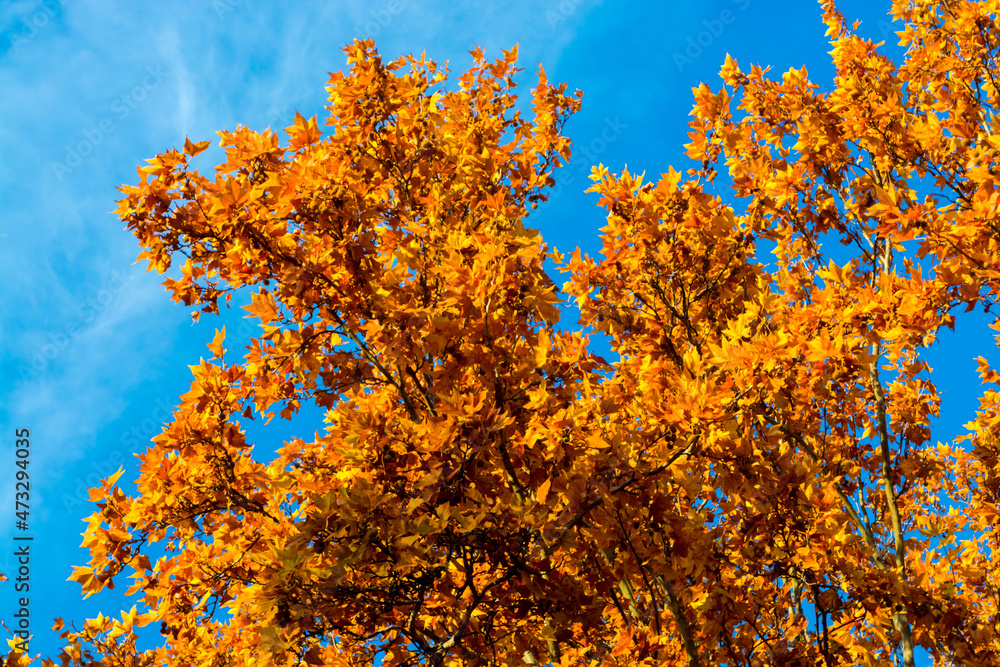 Yellow leaves of Norway maple tree in November Yellow leaves of Norway maple tree in November