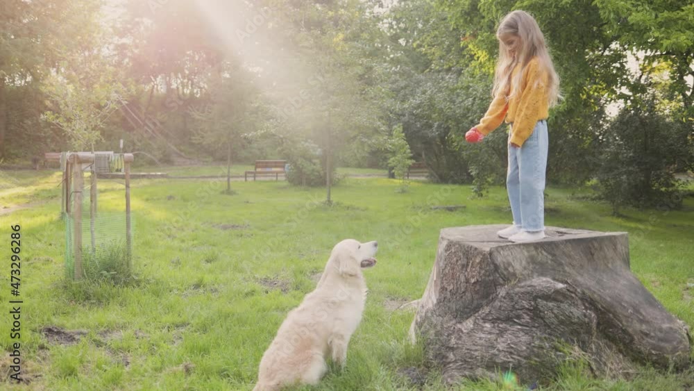 Full length view of the cute blonde child girl standing at the stump and spending time with her lovely retriever dog while training her and giving commands Full length view of the cute blonde child girl standing at the stump and spending time with her lovely retriever dog while training her and giving commands