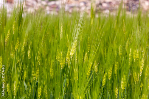 Close up of green wheat ears of fresh crop fields in a farm in Zanskar.