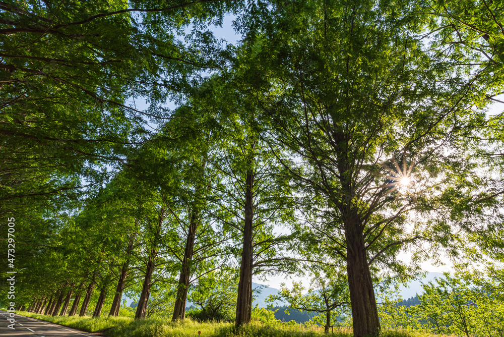 Fototapeta premium メタセコイア並木