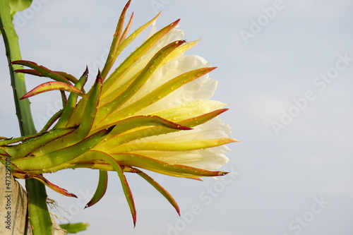 Close  up  dragon fruit bloom  in Thailand.