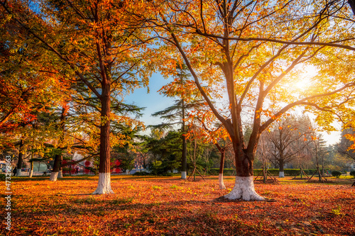 Park maple forest scenery