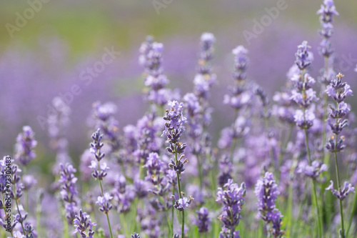 Purple violet color lavender flower field closeup background. Selective focus used.