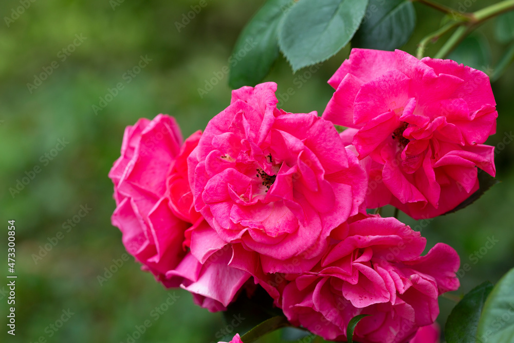 Beautiful pink rose against green foliage Beautiful pink rose against green foliage