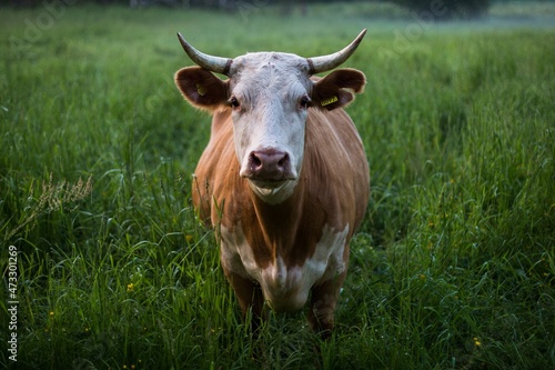 cow-in-the-meadow