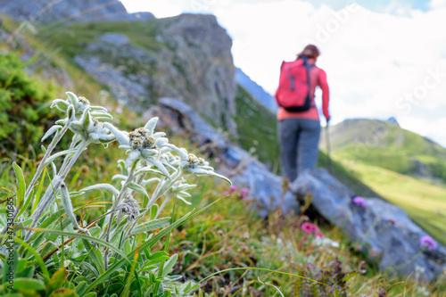 Edelweiss flowers (Leontopodium nivale) growing outdoors with female hiker walking in background photo