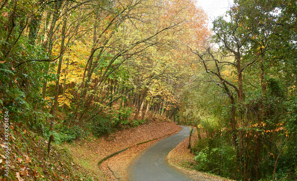 Narrow road in the natural park of Artxanda