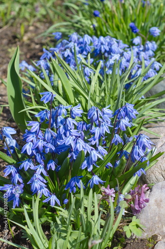 Scylla two-leaved Taurica or prolesca (Lat. Scilla difolia L.) blooms in spring on a flower bed in the garden photo