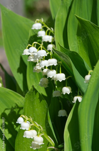 Lily of the valley May (Lat. Convallaria majalis) blooms in spring